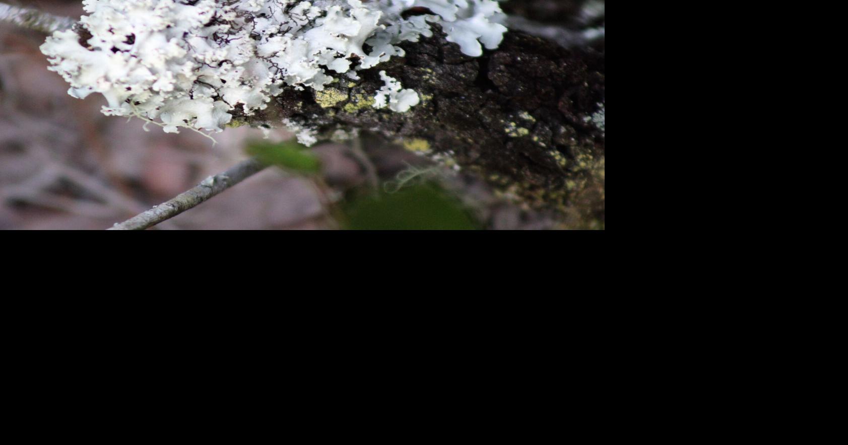 peculiar flower photo & image  plants, fungi & lichens, flowers