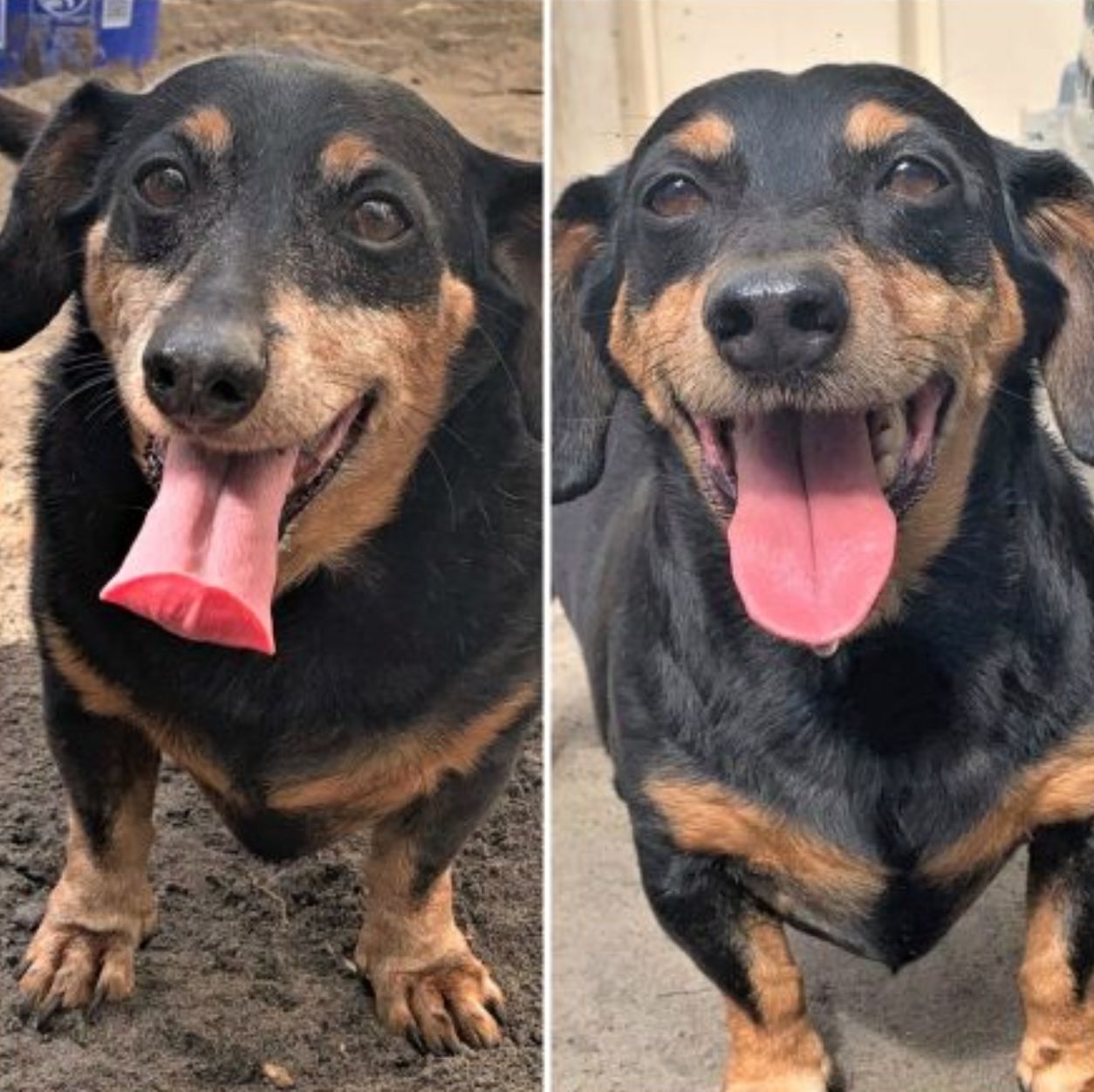 A Forever Home for Frankie and Dino | Clermont News Leader