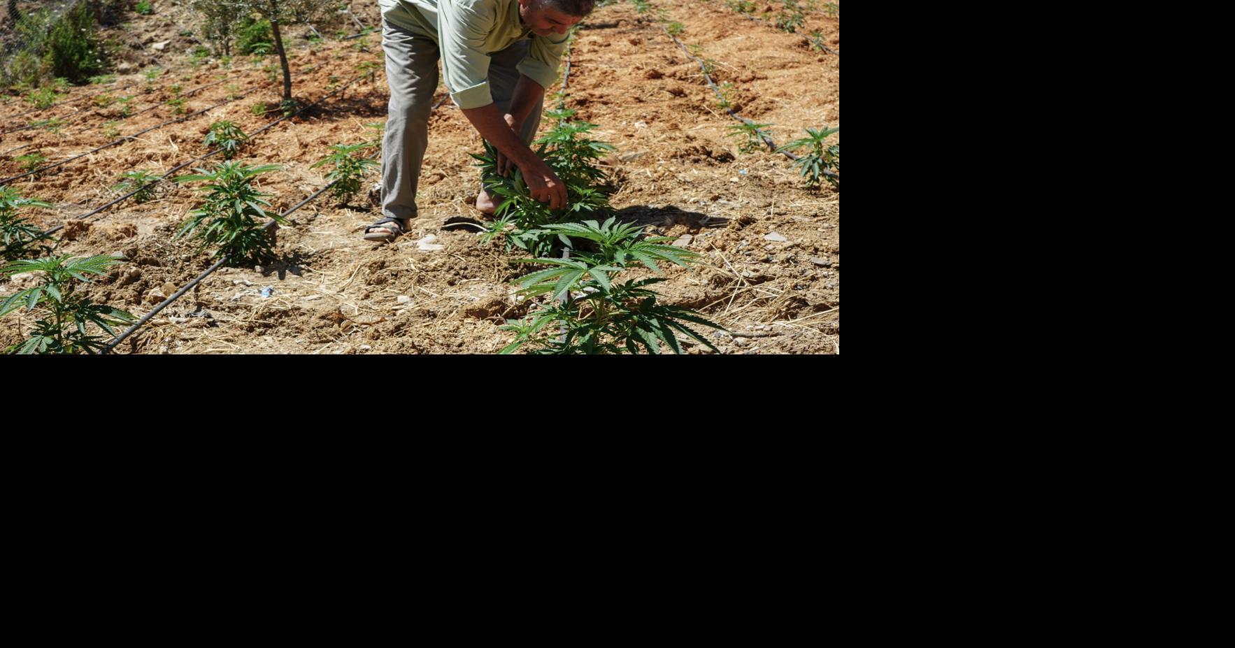 Morocco aims to boost legal cannabis farming