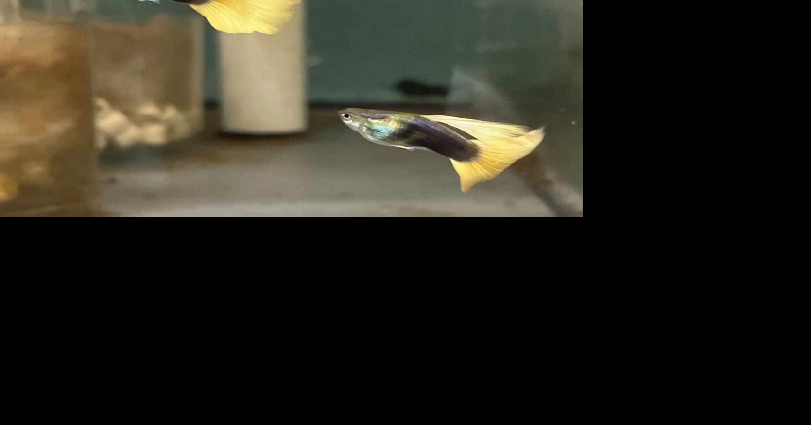 Championship show guppy breeder lives in Sebring | Local ...