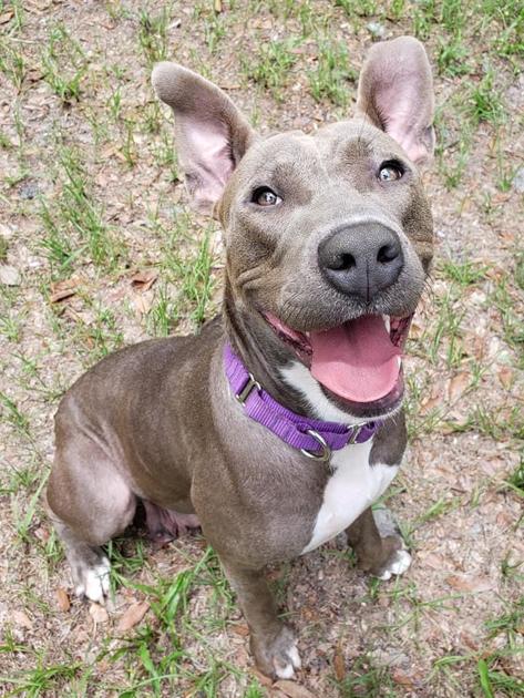 Humane Society Of Lake County Triangle News Leader