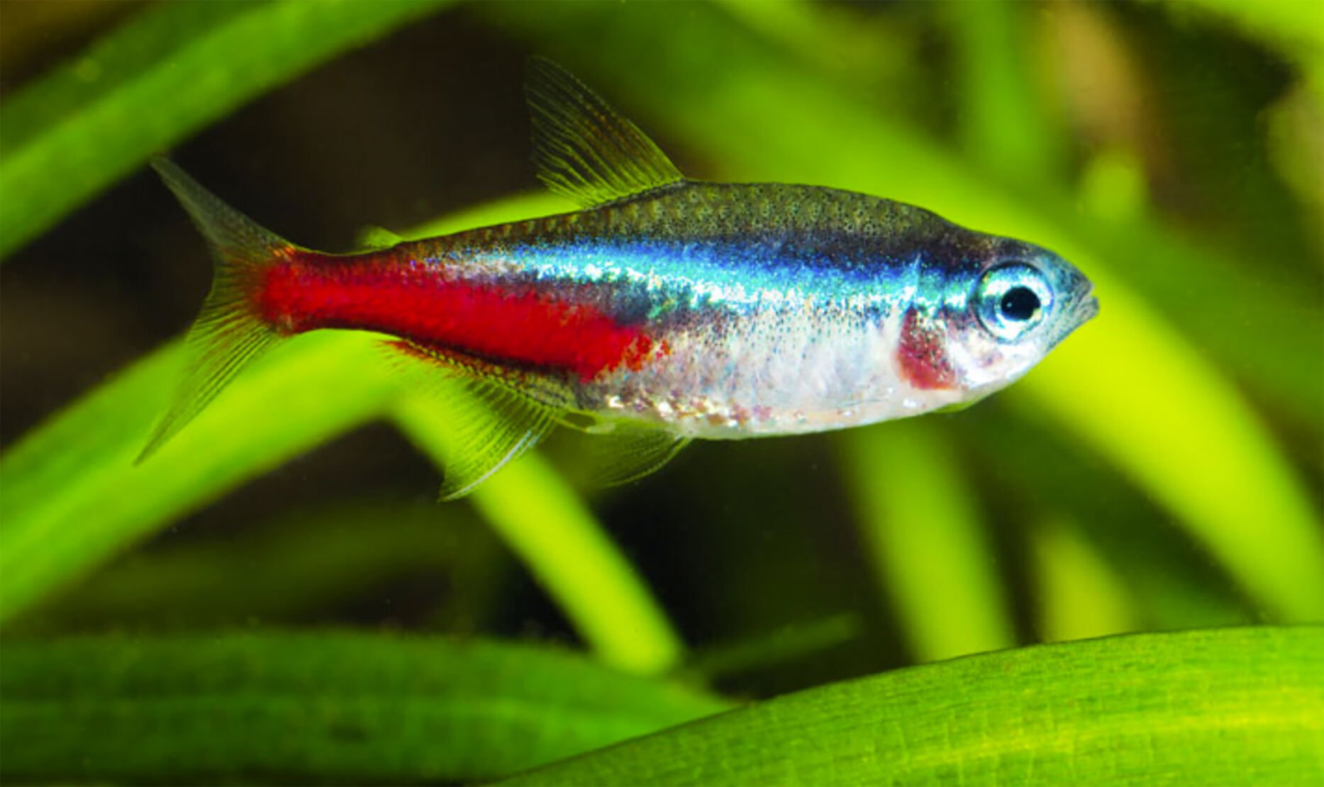 Neon tetra outlet bloodworms