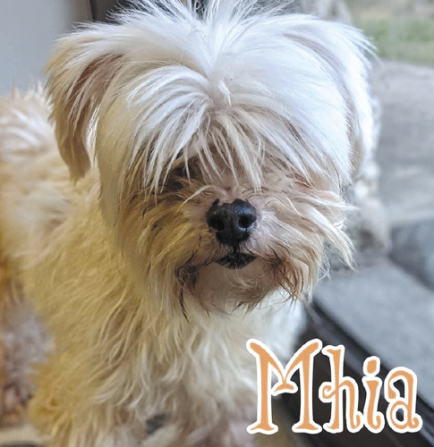 Forever home animal rescue clearance