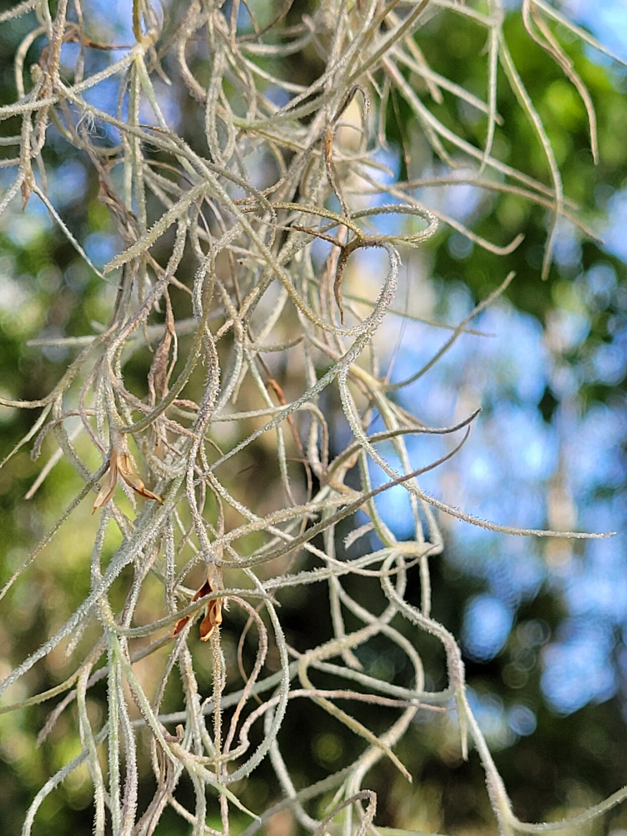 BC Tillandsia usneoides 'John Arden'（ティランジア・ウスネオイデス 'ジョンアーデン'、杉山氏育苗） Tillandsia Usneoides \u0026 Care Guide | Augustfame Plant Nursery
