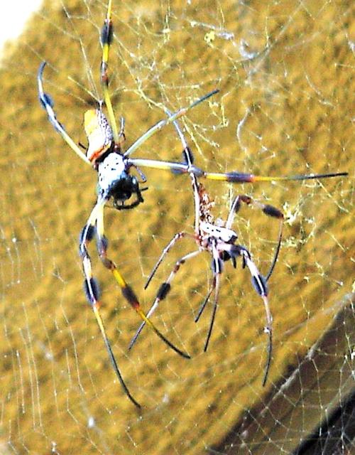Golden Silk spider with molted skin
