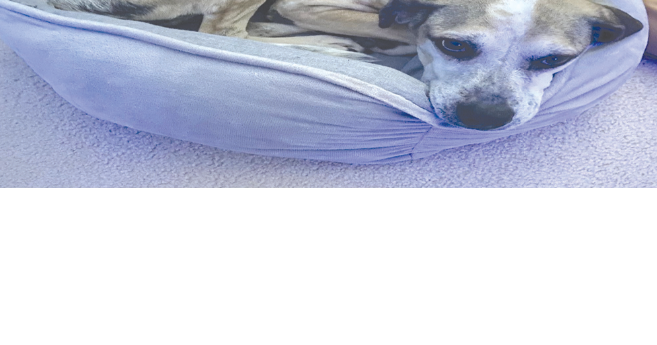 Oldies dog rescue south east shop