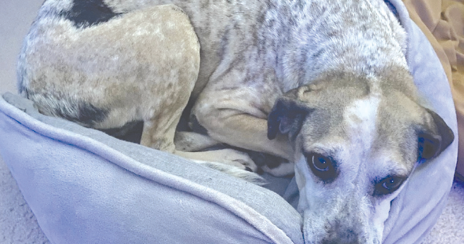 Golden oldies in need of furever homes Clermont News Leader