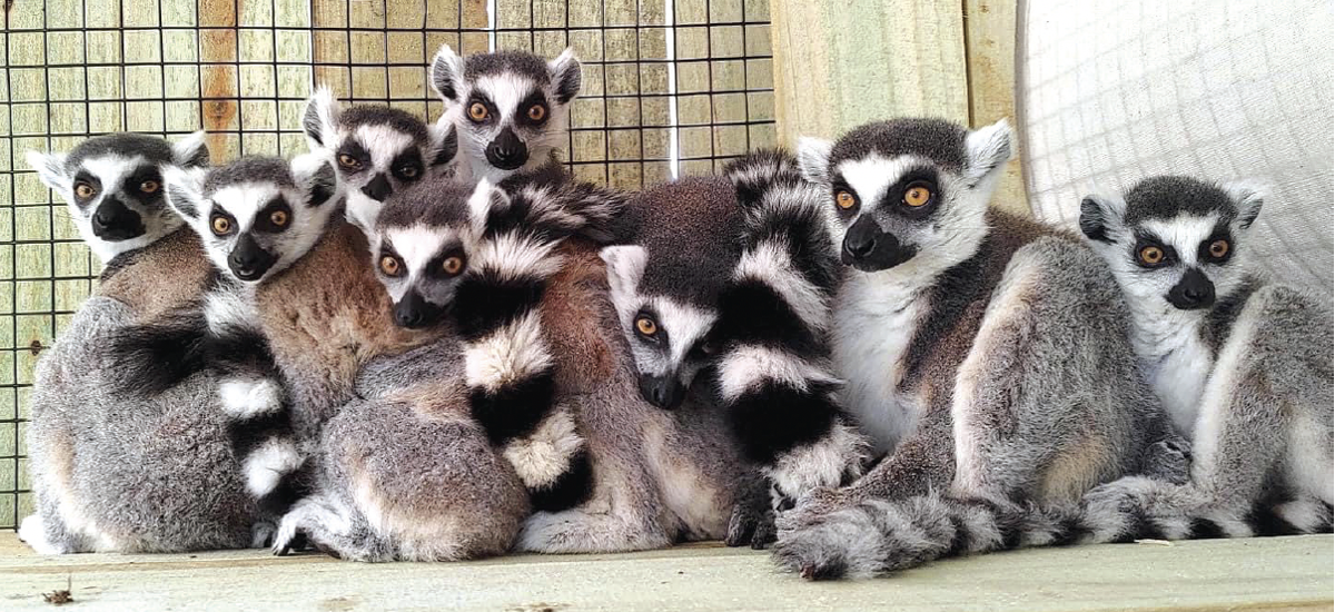family of lemurs