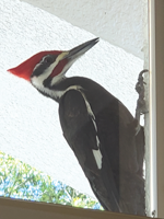 woodpecker “introduced”