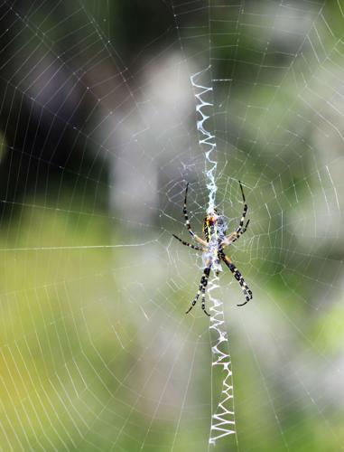 How to get rid of spiders from your garden? - BUCKINGHAMSHIRE