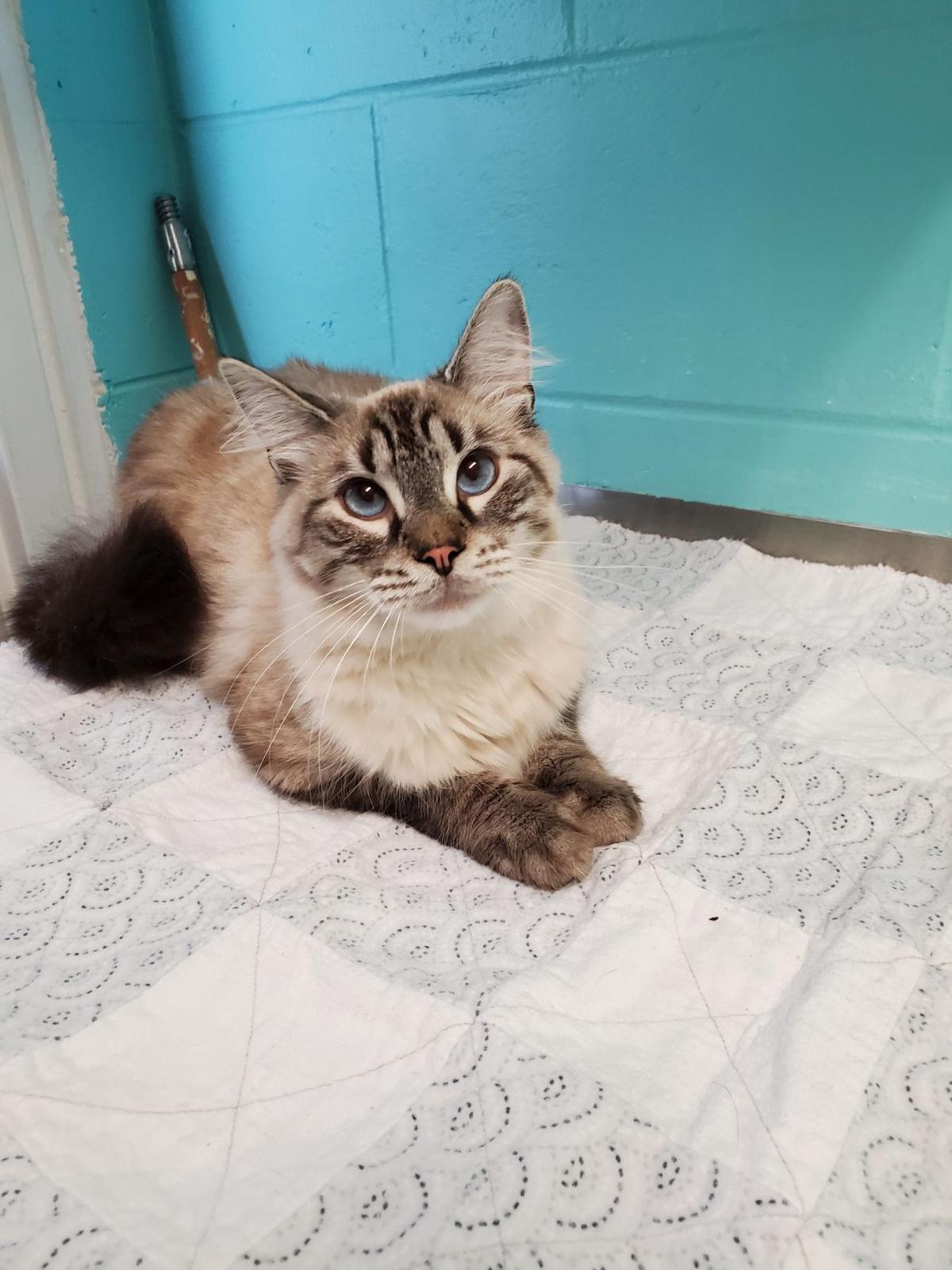 Humane Society Of Lake County Triangle News Leader