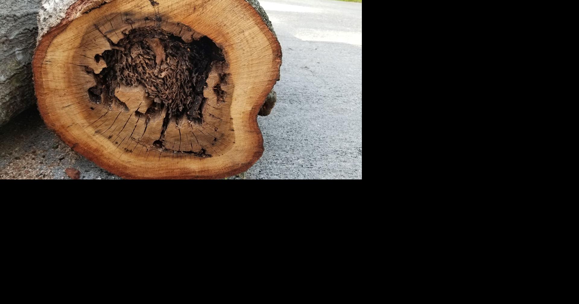 Termite damage Highlands Homes