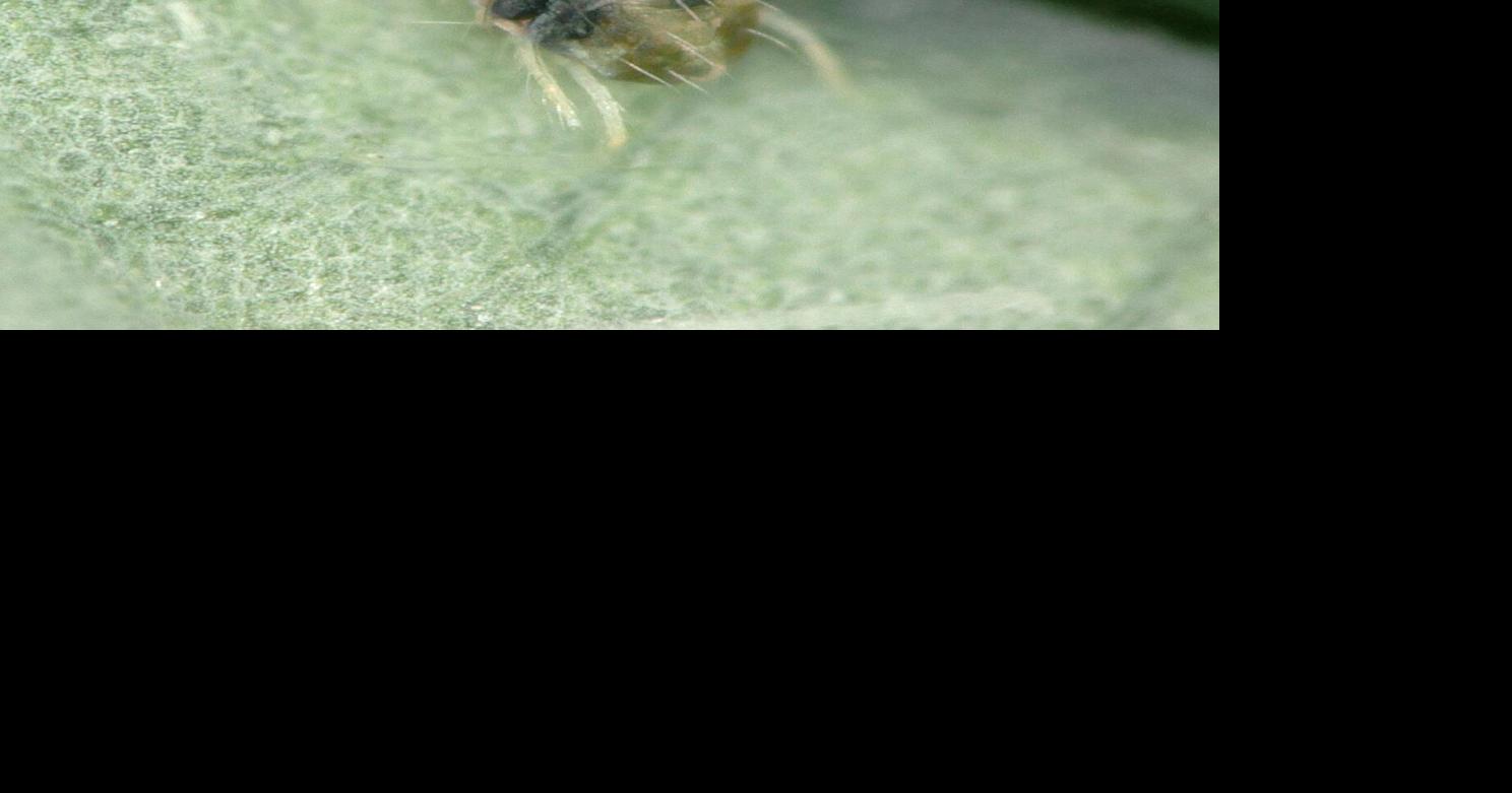 Under siege: Two pests threaten Florida strawberries – but new research may bring relief