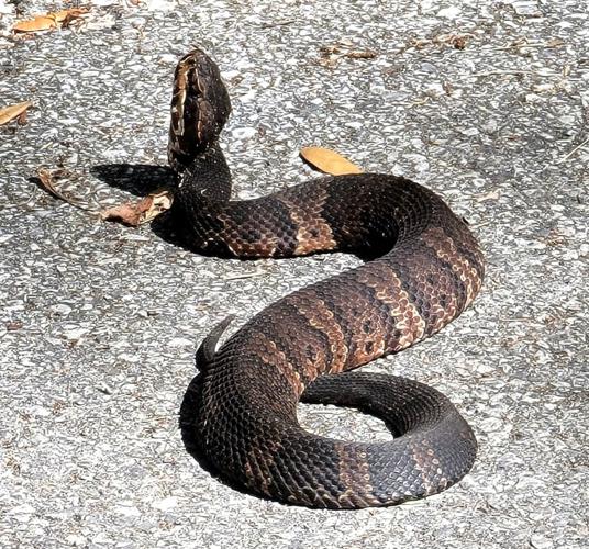 Best enjoyed from a distance the venomous Florida cottonmouth