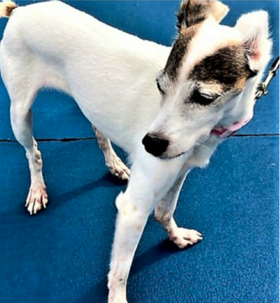 A Forever Home Animal Rescue Pet Of The Week Roxy Triangle News Leader Midfloridanewspapers Com