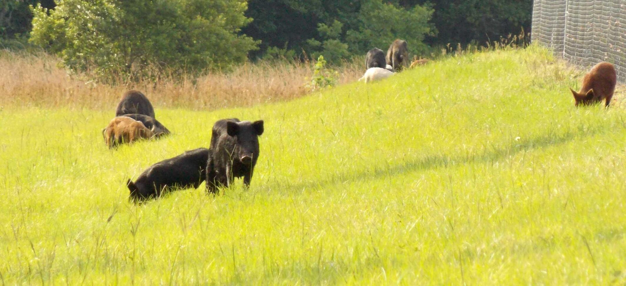 Rooting Out A Problem: The Feral Hog Hunt Is Soon | Local ...