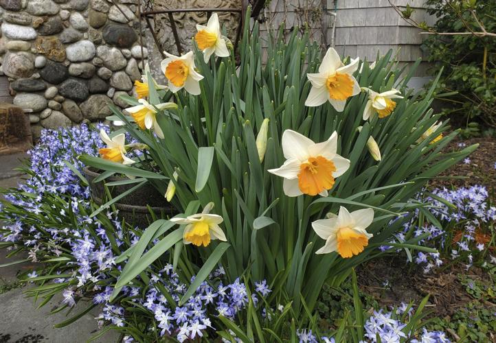 Minor Spring Bulbs Consider the 'minor bulbs' - crocuses, snowdrops and more - when ...