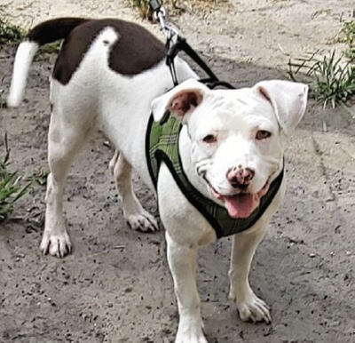 A Forever Home Animal Rescue Pet Of The Week Ava Triangle News Leader Midfloridanewspapers Com