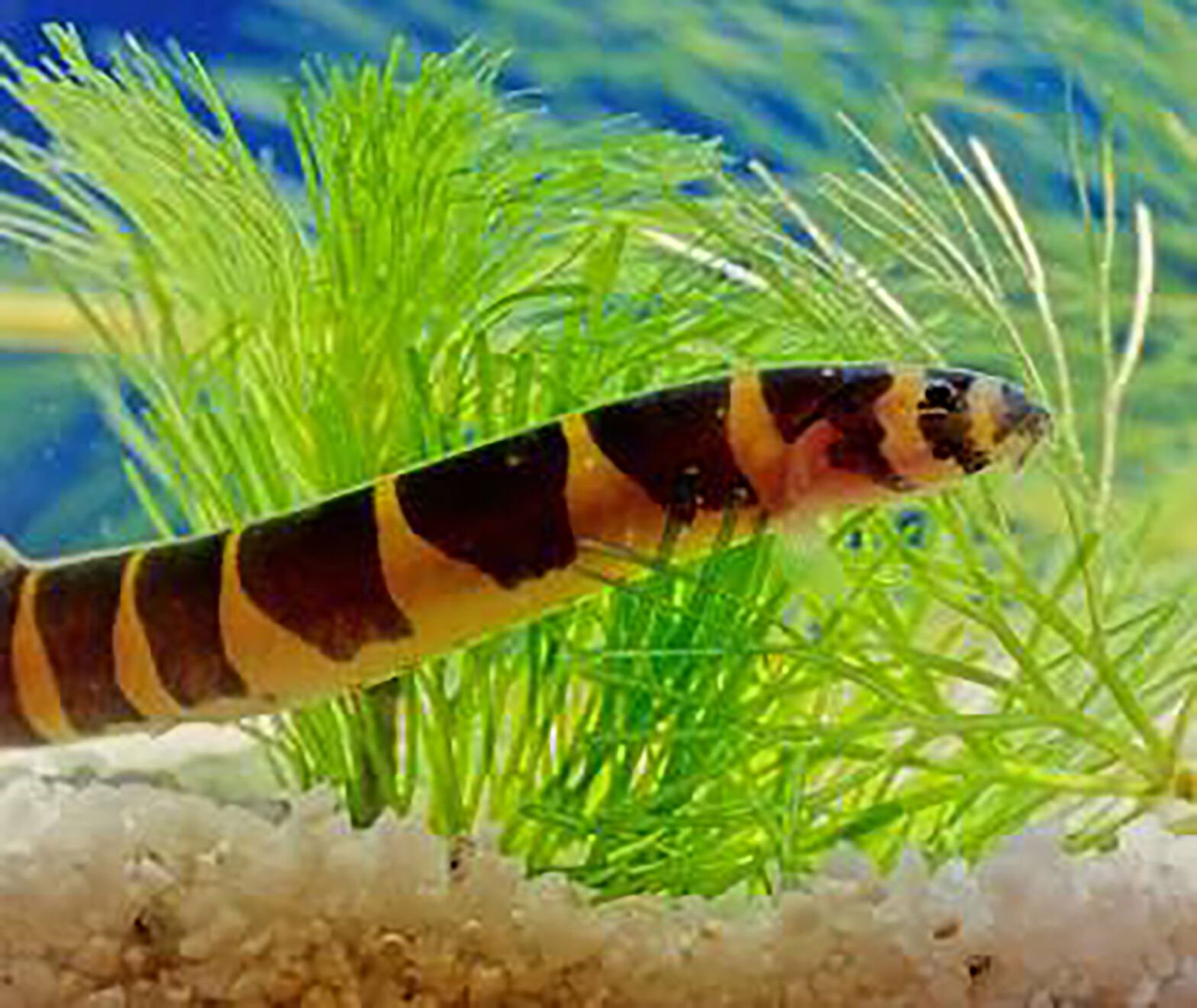 Kuhli loach best sale freshwater fish