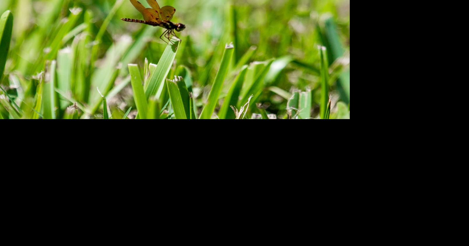 The grass is green enough News