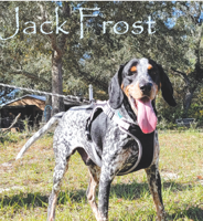 This Jack Frost will be licking and sniffing, not nipping, at your nose