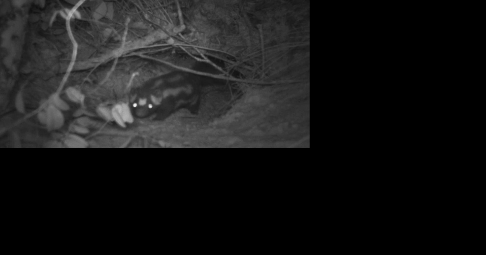 Burrow buddies | Around Town | midfloridanewspapers.com