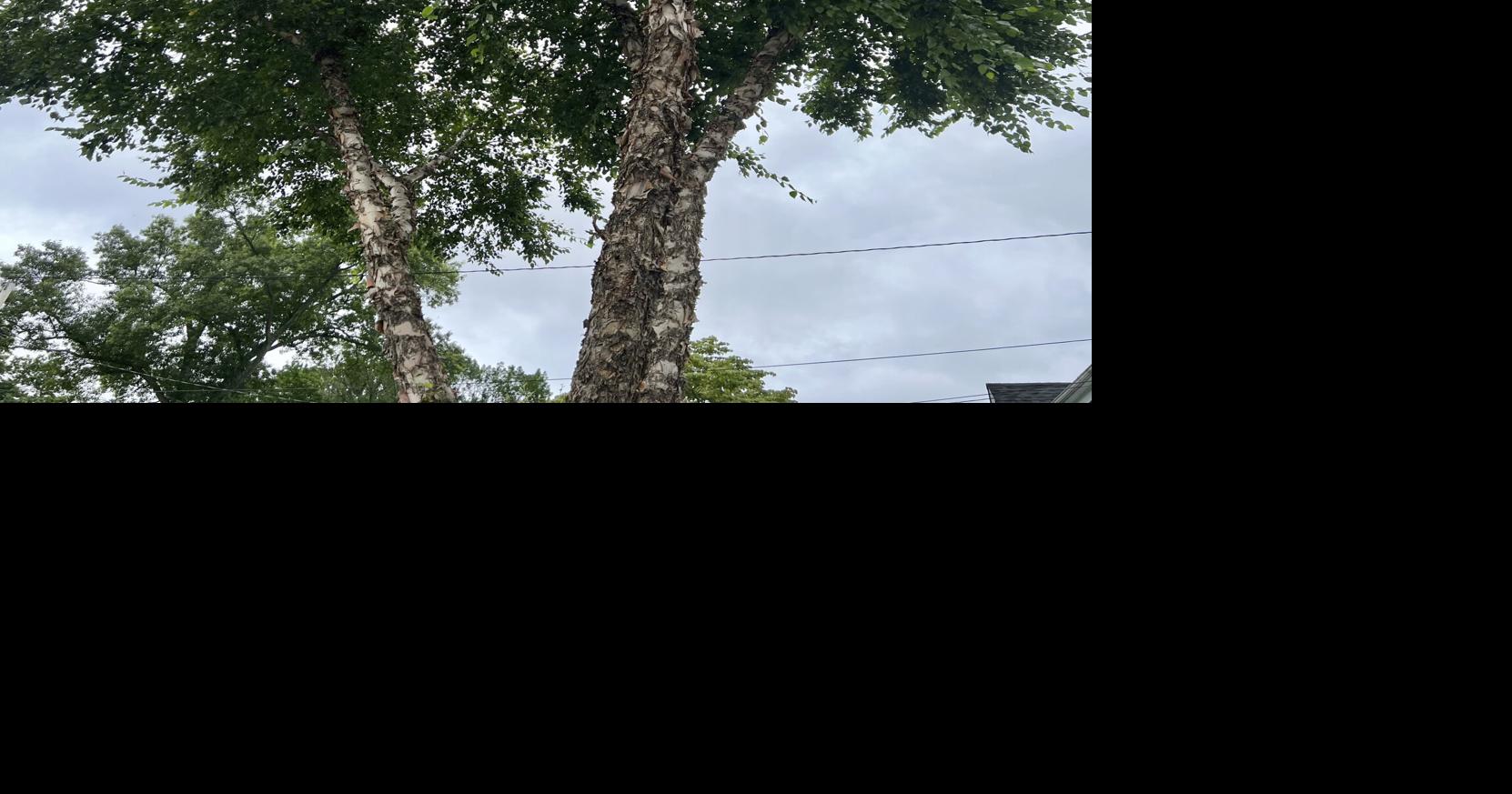 Some plants are more flammable than others Highlands Homes