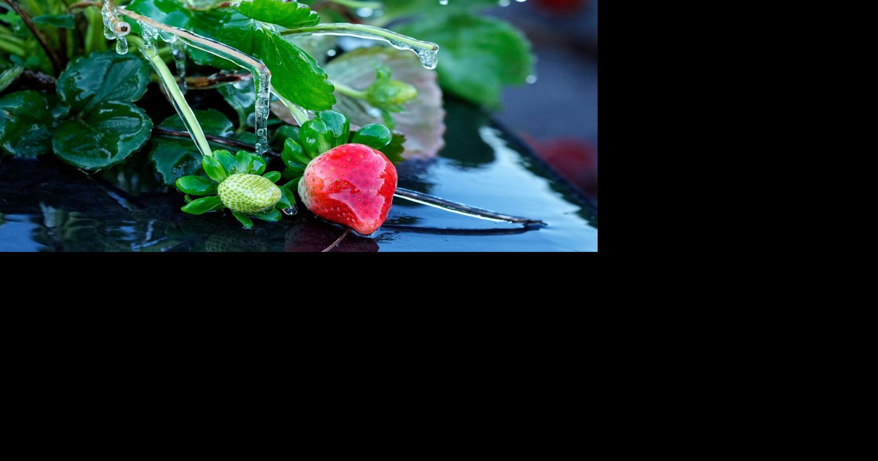 Florida experiences its coldest weather this winter