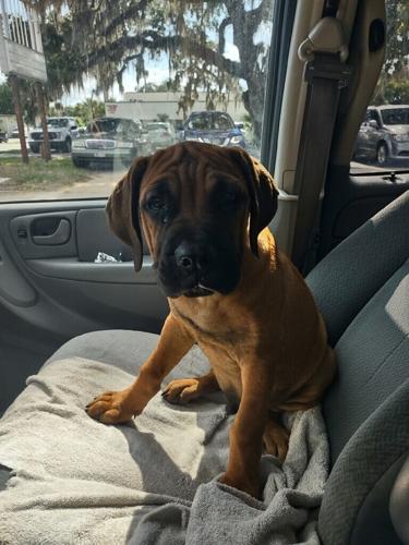 Family dog sentenced to death is given temporary reprieve | Clermont ...