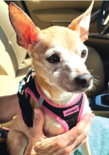 Golden oldies in need of furever homes Clermont News Leader