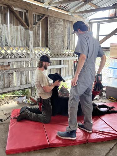 Young alpacas experience their first shearing | Highlands Sun ...