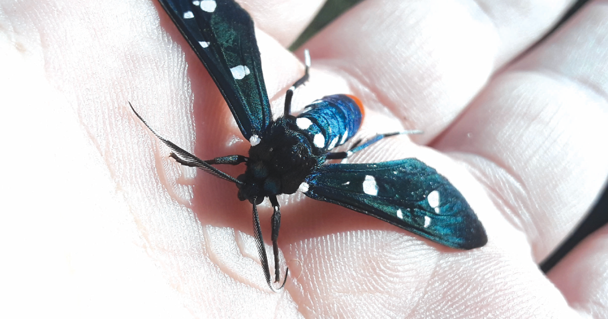 Black Triangle Insect Photo of the Week: Polka dotted bug | Triangle News Leader ...