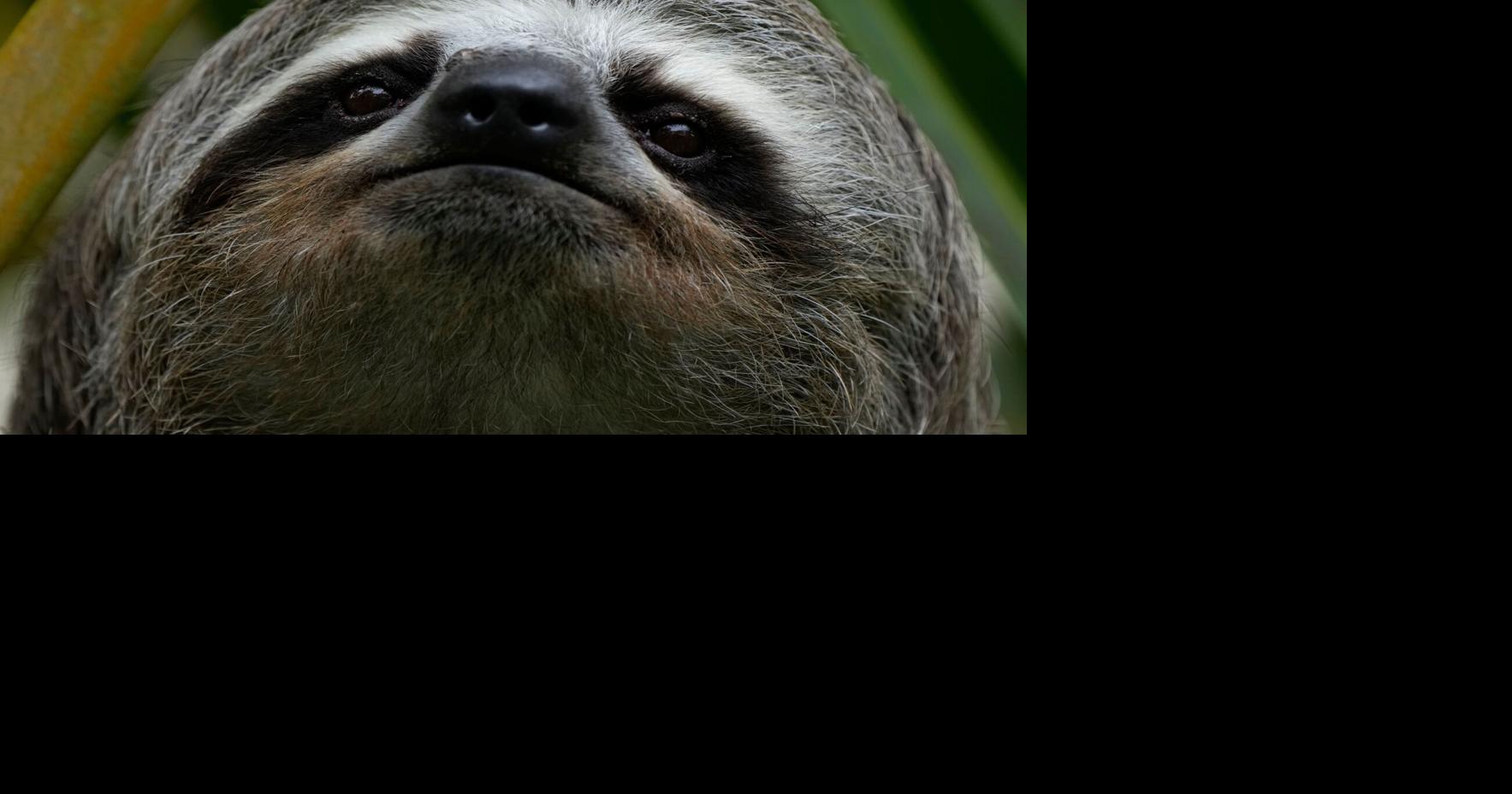 Sickness, cold killed nearly 30 sloths at import warehouse in 2024-2025