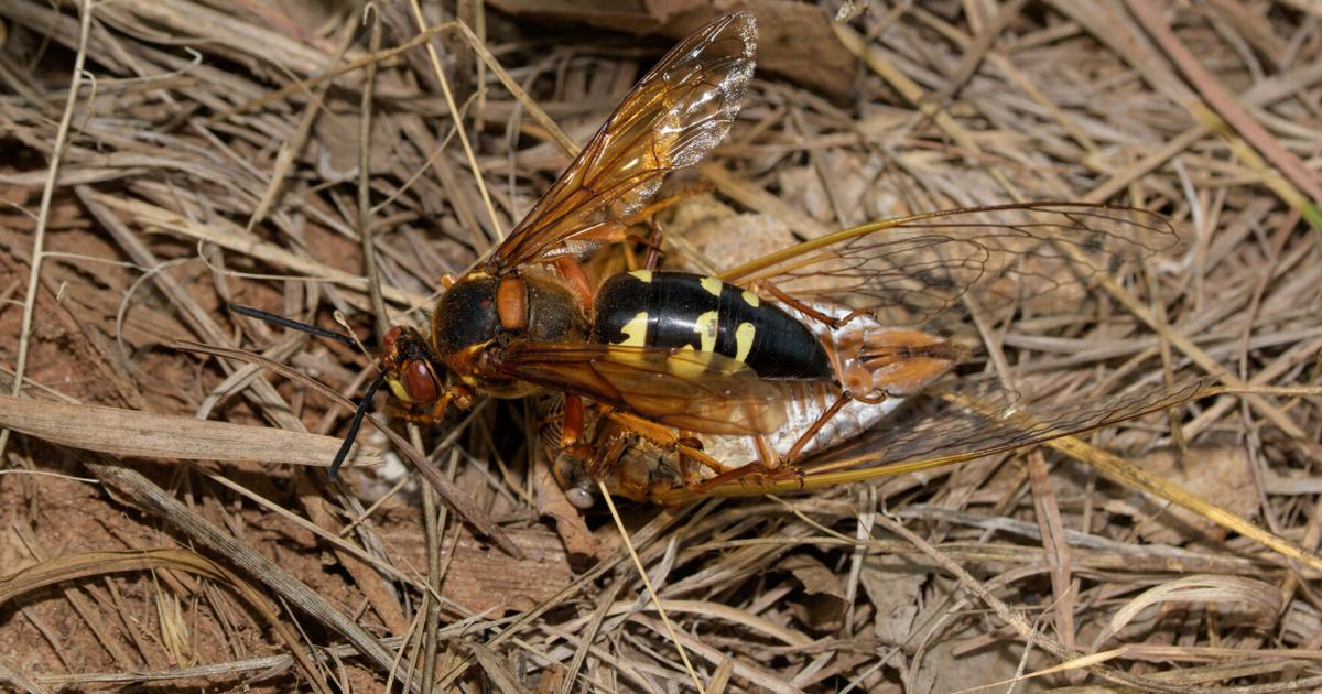 Pollinator Predators Conservation Corner: Pollinator, predator, parent, prey | Lifestyles ...