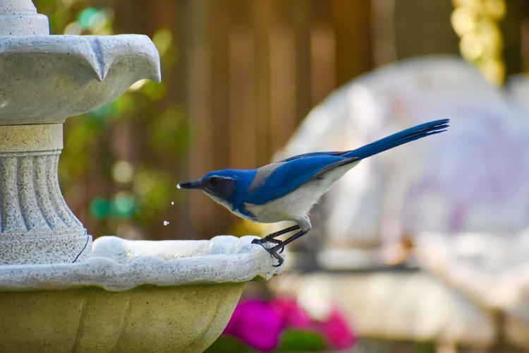Bird at Birdbath AS 433708242