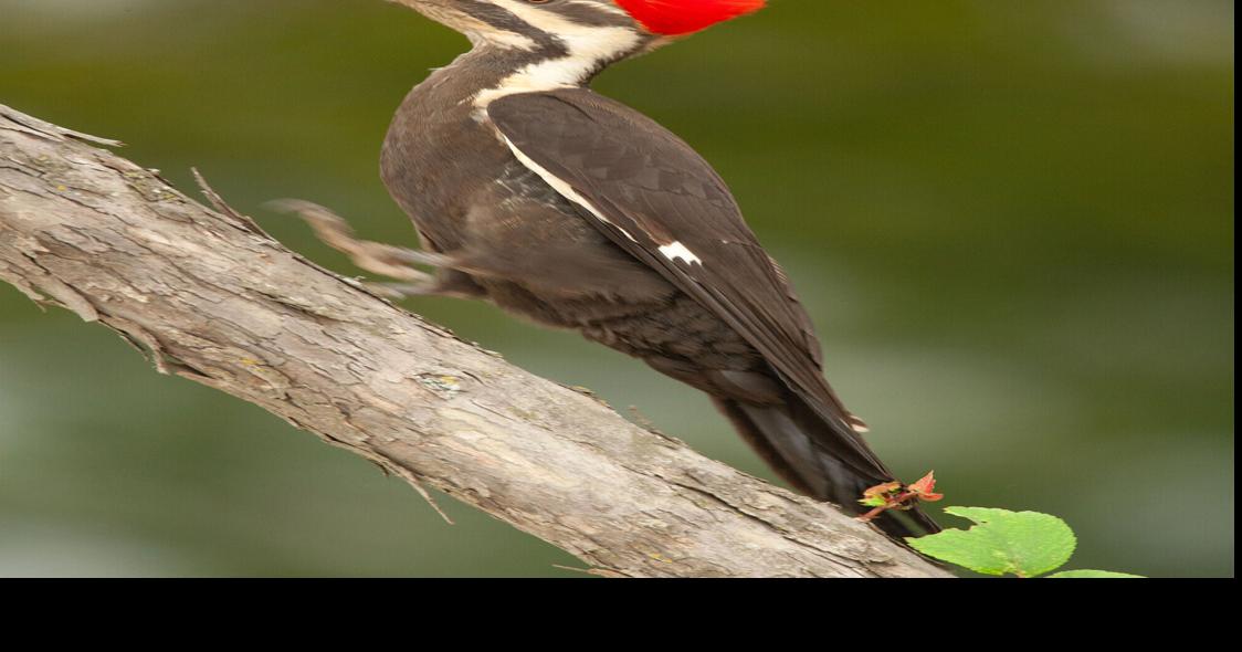 Conservation Corner: The Real Life Woody Woodpecker | Lifestyles ...