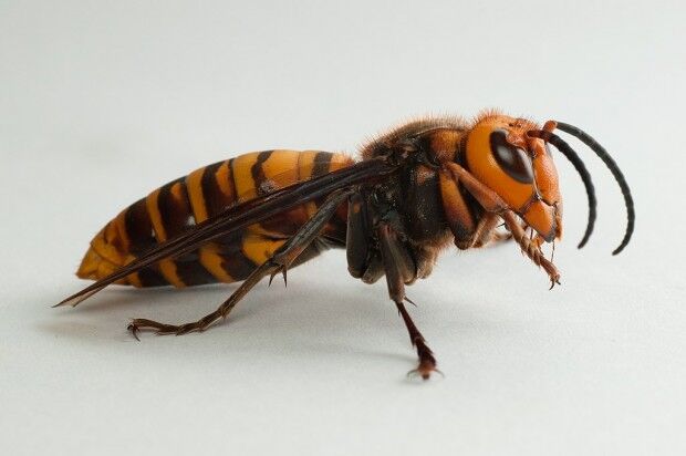 Asian giant hornet, dubbed 'murder hornet' no threat in Missouri, experts  say | News 