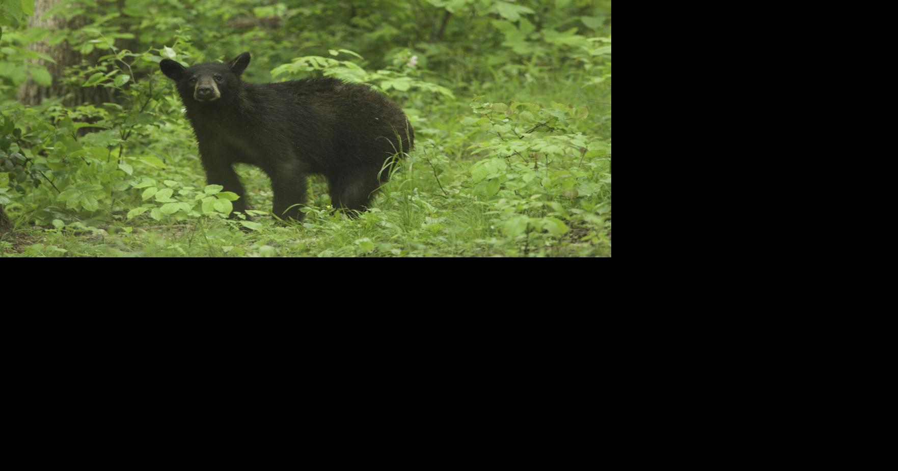 Bear sighted in O’Fallon ahead of Memorial Day, MDC shares safety tips ...