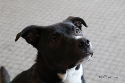 Town pushes dog registry with vaccine clinic