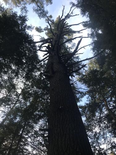 Cambridge Pines