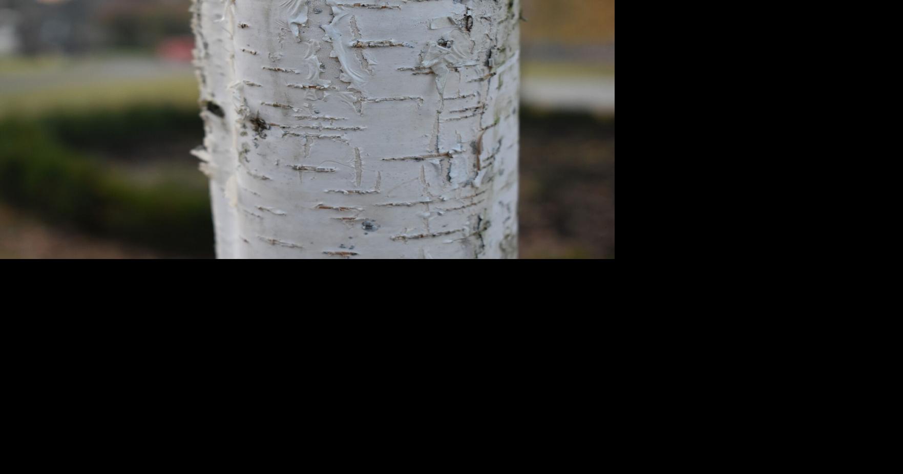Birch bark is waterproof and flammable