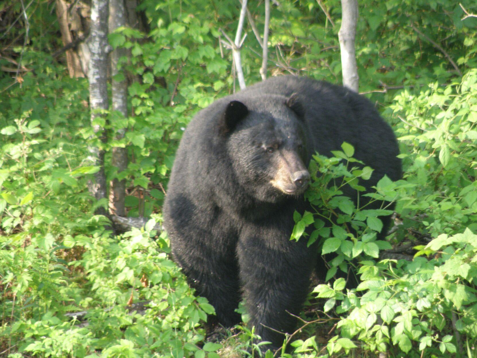Experts warn Vermonters to watch for bears this spring Environment