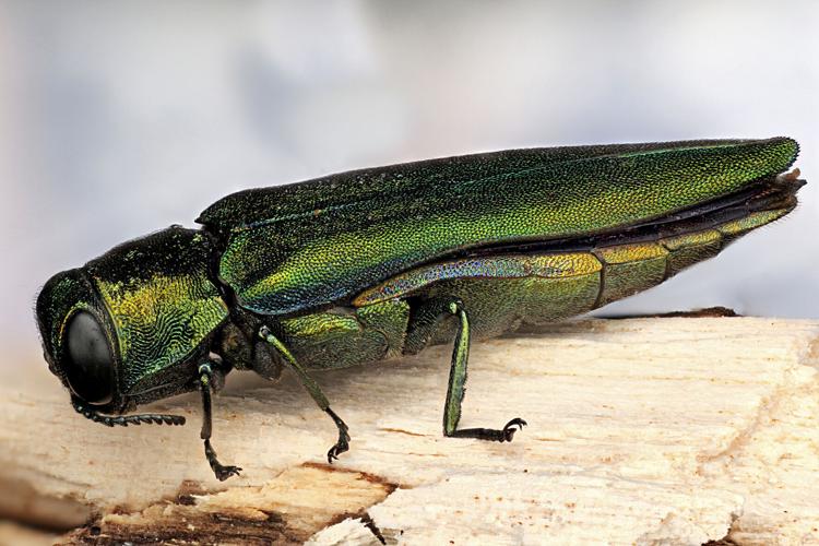 Emerald Shell Insect Trees along Westford Road in Milton to be removed this fall, preventing ...