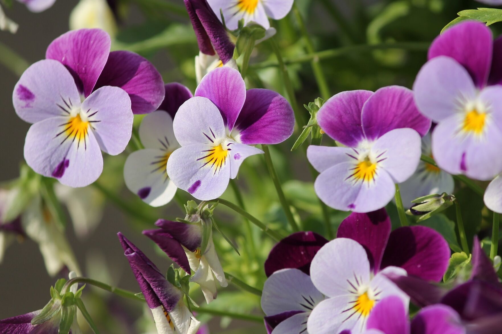 pansies poisonous to dogs
