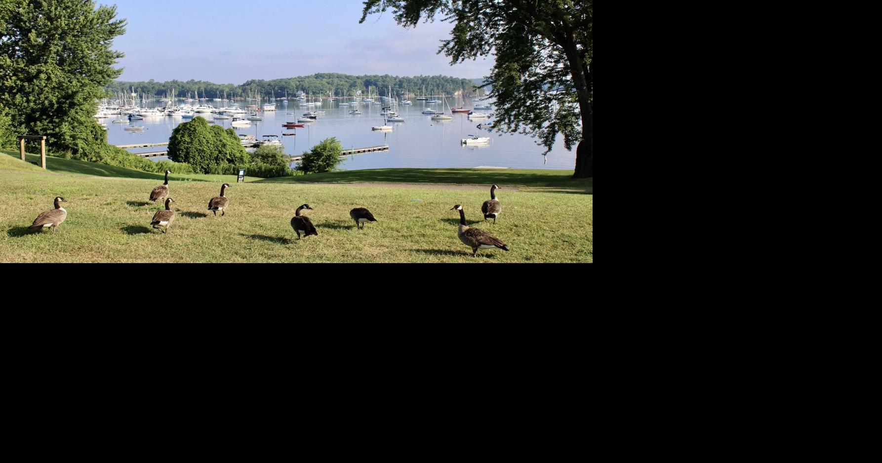 What are Canadian geese doing in Vermont? This expert has answers.