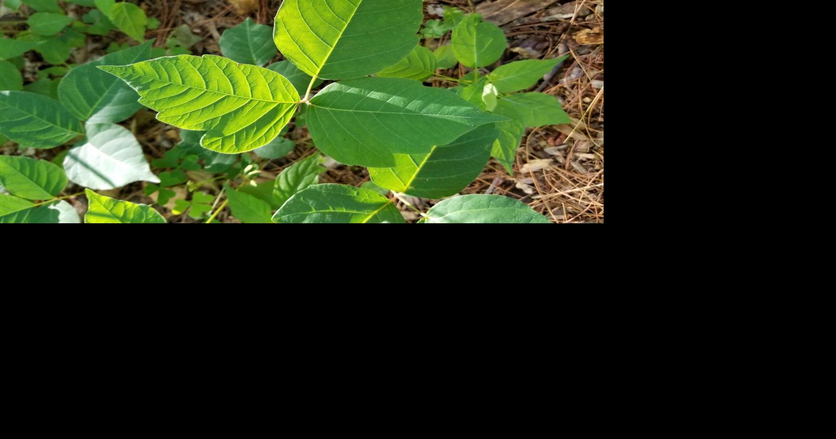 How to identify poison ivy in your backyard or in the woods