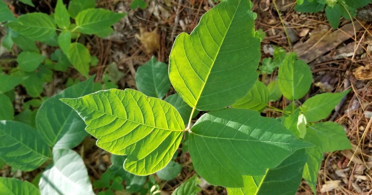 How To Identify Poison Ivy In Your Backyard Or In The Woods Environment Miltonindependent Com How To Identify Poison Ivy In Your Backyard Or In The Woods Environment Miltonindependent Com