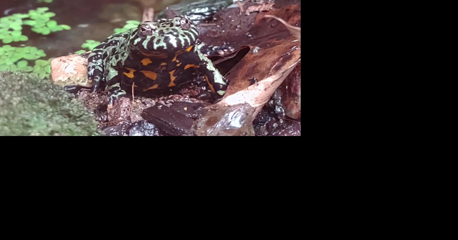 Explore the world of reptiles and amphibians with the Vermont