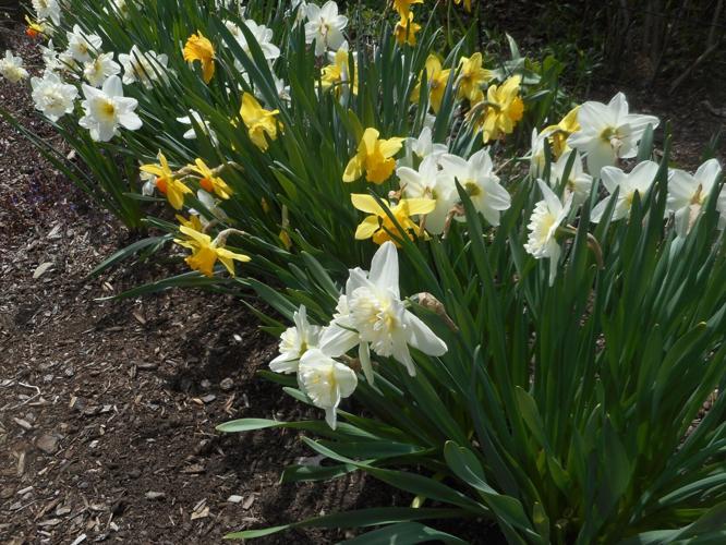 daffodils uvm extension