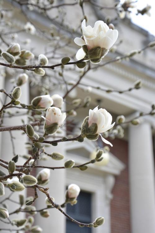 Majestic magnolia